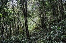 泰国借鉴瑞典森林扩张模式   