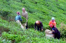 山罗省云湖县积极发展茶叶品牌和提高茶叶产品价值