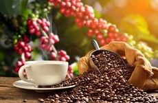 越南咖啡价格飙升 创15年来新高