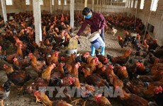 越南加强对非法进口畜产品的管控