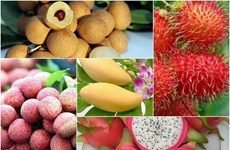 越南水果出口保持大幅增长势头