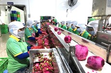 陈青南副部长：建立可持续的越中农产品供应链