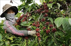 瑞士增购越南咖啡