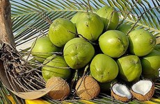 今年8月份中国将对越南新鲜椰子种植区和包装厂家进行检查
