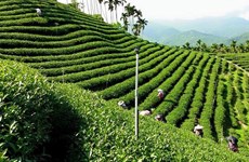 印度尼西亚企业向越南出口首批乌龙茶