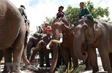 8·12世界大象日：为家养大象举办“自助餐派对”活动