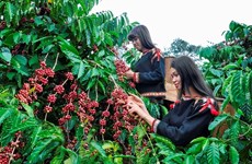 越南咖啡产业努力适应欧盟零毁林法规