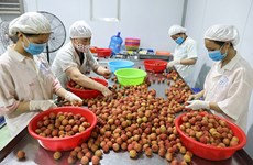遵守标准和质量促进越南水果出口