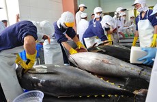越南对韩国的金枪鱼出口总额同比增加三倍