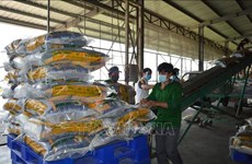 同塔省大米出口同比增长46%以上