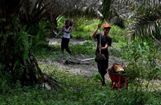 环境保护：印度尼西亚计划 2025 年利用棕榈油生产生物甲烷