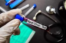 印尼呼吁对尼帕病毒提高警惕