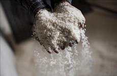 印尼政府努力控制大米价格上涨