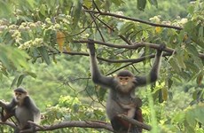 岘港市为红腿白臀叶猴提供更好的生存环境 