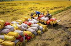 印尼新任农业部长承诺停止进口大米