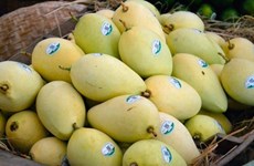 越南是韩国第三大芒果供应市场 