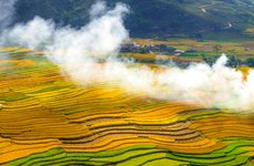 越南安沛省木江界梯田进入收割季节 风景美如画 