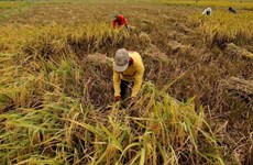印度尼西亚进口更多大米