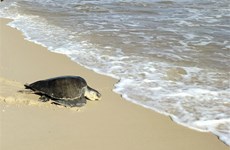 广治省昏果岛保护区管理委员会及时解救一只40公斤的珍稀海龟