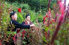 越南奠边省致力于保护与弘扬贡族独特的鸡冠花节文化价值