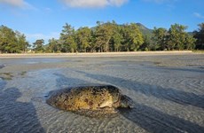 搁浅在昆岛海滩的一只绿海龟获救并被放归大自然