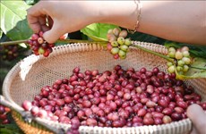越南农产品在中国广东省占颇受欢迎