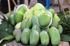安江省向澳大利亚和美国出口首批绿皮大芒果