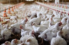 菲律宾禁止从比利时和法国进口家禽