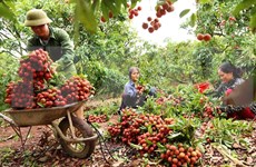 大力提升越南农产品在华市场份额