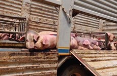 柬埔寨130头猪疑似感染非洲猪瘟死亡