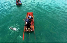 广宁省姑苏海域经常出现海豚
