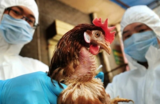 菲律宾禁止从美国加州和俄亥俄州进口家禽