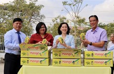 越南安江省宣布首批扁籽芒果出口韩国