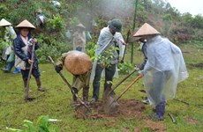 越南谅山省：居民履行村规民约   致力于森林保护工作 