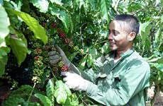 越南嘉莱省重点农产品出口金额保持增长势头