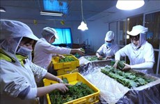 2024年越南果蔬出口额有望达到70亿美元
