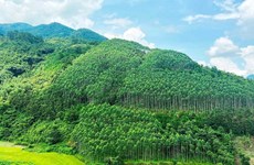 越南通过出售保护森林产生的碳信用额获得年均收入可达5万亿越盾