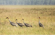 同塔省鸟栖国家公园发现4只赤颈鹤