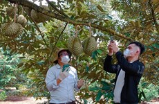 平福省新增27个榴莲种植区代码