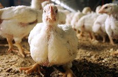 菲律宾禁止从瑞典和捷克进口家禽
