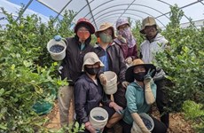 澳大利亚对越南农业劳动力敞开大门