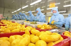 一季度越南蔬果出口总额约达12.5亿美元