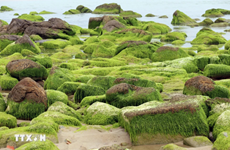 岘港市南乌石礁苔藓季节美得让人心醉神迷