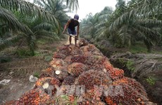 印度尼西亚占全球棕榈油出口的54% 