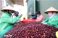 越南咖啡和胡椒价格2024年持续上涨