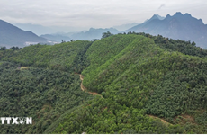 越南已向世行出售1030万吨碳信用