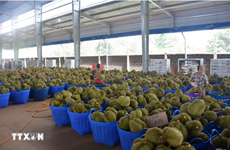 越南榴莲占中国市场份额近32%