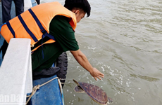 坚江省将一只海龟放归自然