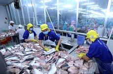 2024年第一季度越南对阿联酋的查鱼出口总额同比增长67%