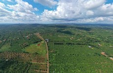得乐省企业力争建设零毁林咖啡产区